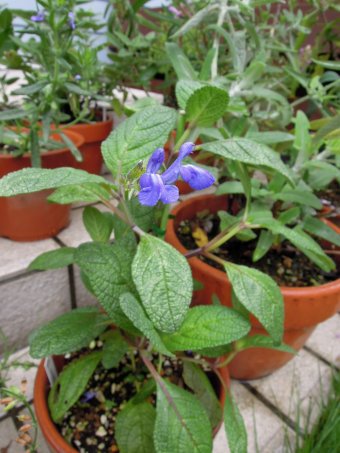 Salvia nana - TrAEii
