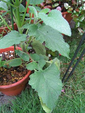 Salvia napifolia - TrAEistHA
