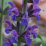 Salvia nemorosa ‘East Friesland’ - TrAEl[TEC[Xgt[Yh