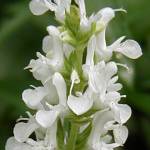 Salvia nemorosa ‘Schneehugel’ - TrAEl[TEVl[t[Q
