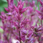 Salvia nemorosa ‘Schwellenburg’ - TrAEl[TEVxo[O