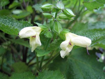 Salvia nipponica var. kisoensis - L\LoiALM