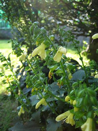 Salvia nipponica var. trisecta - ~coRgW\E