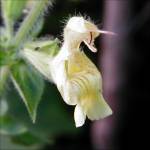 Salvia nubicola - TrAEkrR