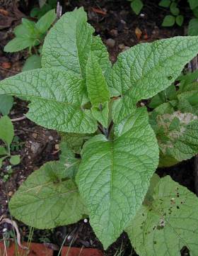 Salvia nubicola - TrAEkrR