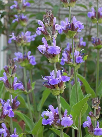 Salvia officinalis - TrAEItBViX(ItBLiXCRZ[W)