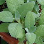 Salvia officinalis ‘Berggarten’ - xOKeZ[W)