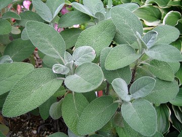 Salvia officinalis ‘Berggarten’ - xOKeZ[W)