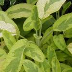 Salvia officinalis ‘Icterina’ - S[fZ[W