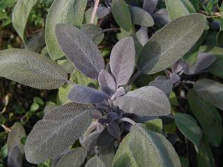 Salvia officinalis ‘Purpurascens’ - p[vZ[W(bhZ[W)