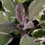 Salvia officinalis ‘Tricolor’ - gR[Z[W)