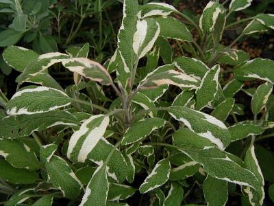 Salvia officinalis ‘Tricolor’ - gR[Z[W)