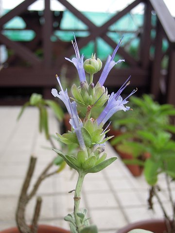 Salvia pachyphylla - TrAEpLtB