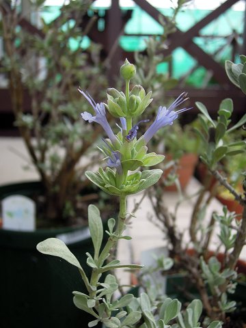 Salvia pachyphylla - TrAEpLtB