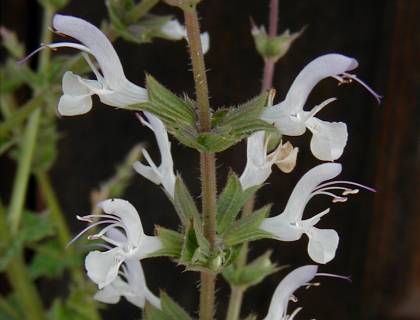 Salvia palaestina - TrAEpXeBi