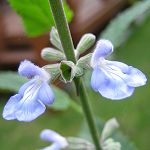 Salvia pallida - TrAEp_