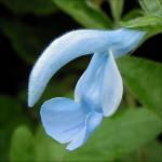 Salvia patens ‘Cambridge Blue’ - TrAEpeXEPubWu[