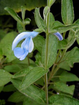 Salvia patens ‘Cambridge Blue’ - TrAEpeXEPubWu[