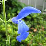 Salvia patens - giant form - TrAEpeX ()