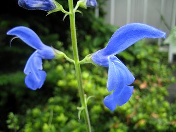 Salvia patens - giant form - TrAEpeX ()