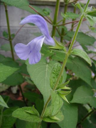 Salvia patens ‘Lavender Lady’ - TrAEpeXEx_[fB