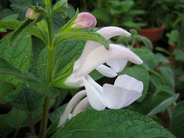 Salvia patens - pink - TrAEpeX (sN)