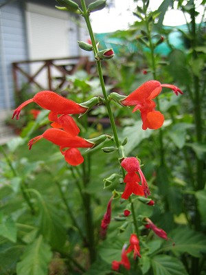 Salvia pauciserrata ssp. calocalicina - TrAEpEVZ^EJJVi
