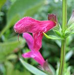 Salvia penstemonoides - TrAEyXemCfX