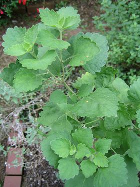 Salvia pinguifolia - TrAEsOCtHA