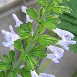 Salvia plectranthoides - TrAEvNggCfX