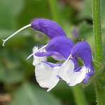 Salvia pratensis ‘Madeline’ - TrAEveVXECh[