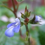 Salvia prunelloides - TrAEvlCfX