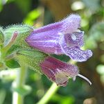 Salvia przewalskii - TrAEv[XL[