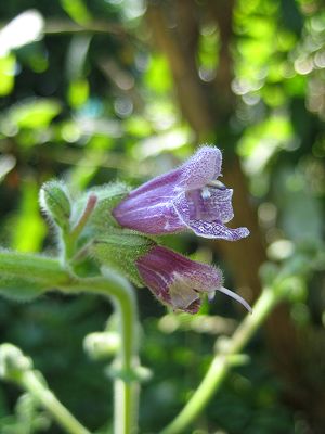 Salvia przewalskii - TrAEv[XL[