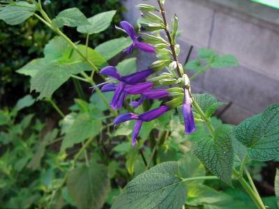 Salvia ‘Purple Majesty’ - TrAEp[v}WFXeB