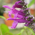 Salvia purpurea - TrAEvvA