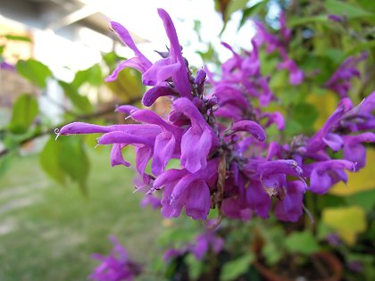 Salvia purpurea - TrAEvvA