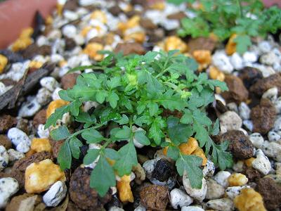 Salvia pygmaea - q^\E