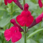 Salvia ‘Raspberry Royal ’ - TrAEYx[C