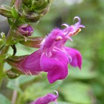 Salvia raymondii ssp. mairanae - TrAECfBE}CiG