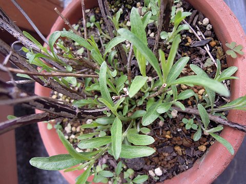 Salvia reptans West Texas Form - TrAEv^XEEFXgeLTXtH[(RogZ[W)
