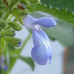 Salvia stachydifolia - TrAEX^LfBtHA