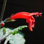 Salvia roemeriana - TrAEGAi