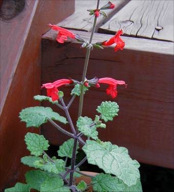 Salvia roemeriana - TrAEGAi