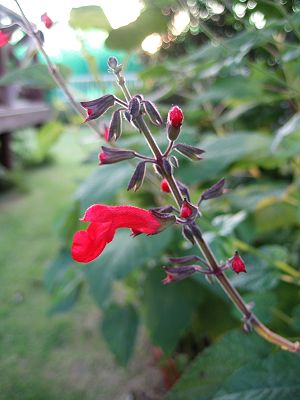 Salvia rubescens - TrAExbZX