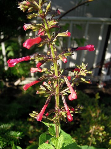 Salvia rubescens subsp. dolichothrix - TrAExbZXEhRgDNX
