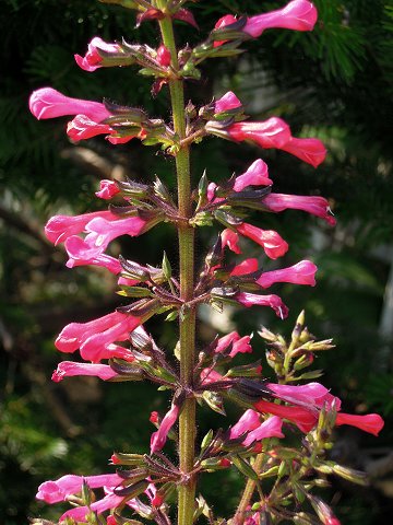 Salvia rubescens subsp. dolichothrix - TrAExbZXEhRgDNX
