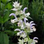 Salvia Sclarea - TrAEXNA(N[Z[W)