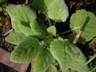 Salvia Sclarea - TrAEXNA(N[Z[W)