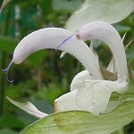 Salvia sclarea - low form - TrAEXNA (ᐫ)